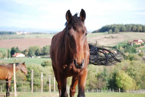 Centre Equestre Saint Just Saint Rambert