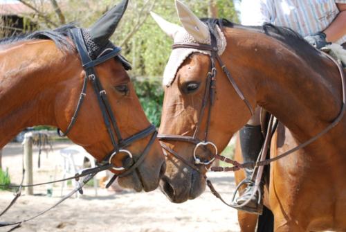 Centre Equestre Saint Just Saint Rambert