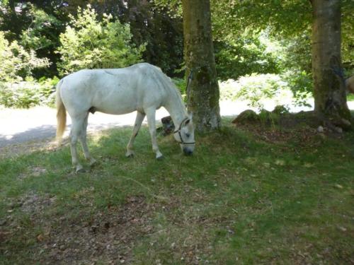 Centre Equestre Saint Just Saint Rambert