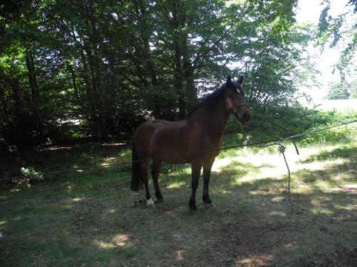 Centre Equestre Saint Just Saint Rambert