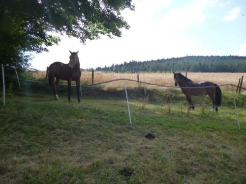 Centre Equestre Saint Just Saint Rambert