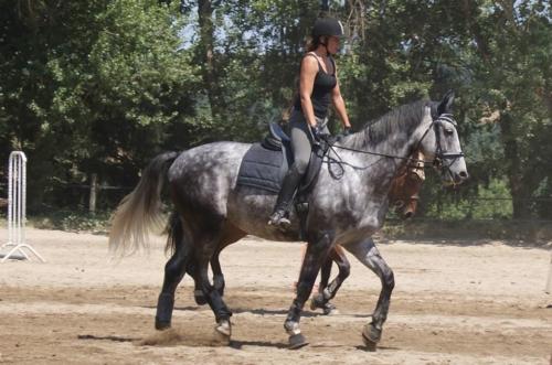 STAGE DRESSAGE JUILLET Jenny et Farhenheit